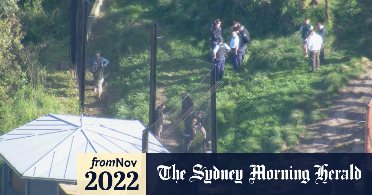 Taronga Zoo lion escape: Five big cats escape Sydney enclosure